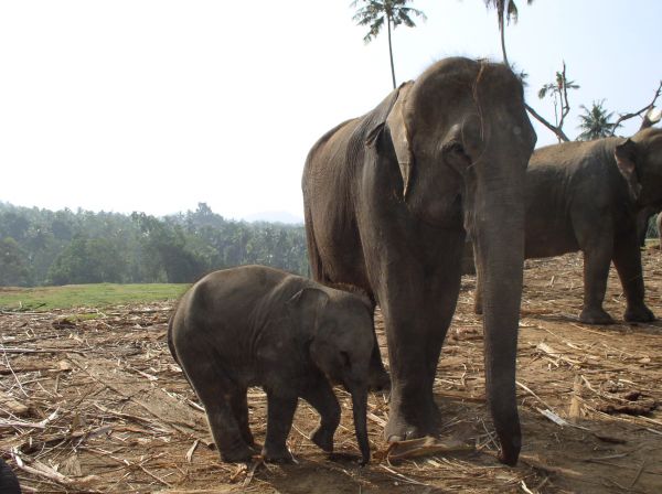 Elephant d`asie  Elephas maximus
